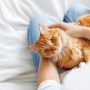 Everything You Need To Know About International Cat Day